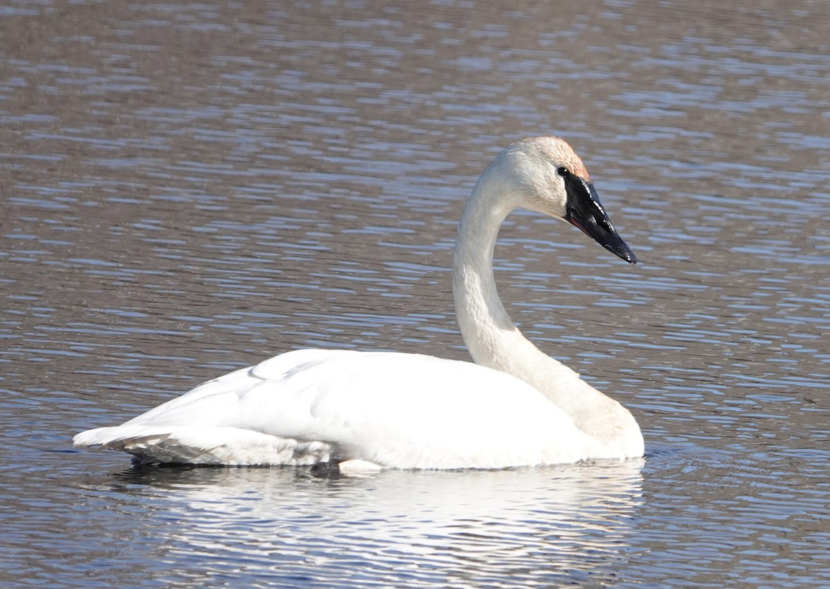 Trumpeter Swan - ML614752047