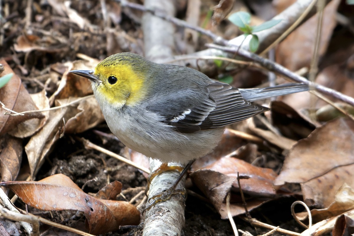 Hermit Warbler - ML614752050