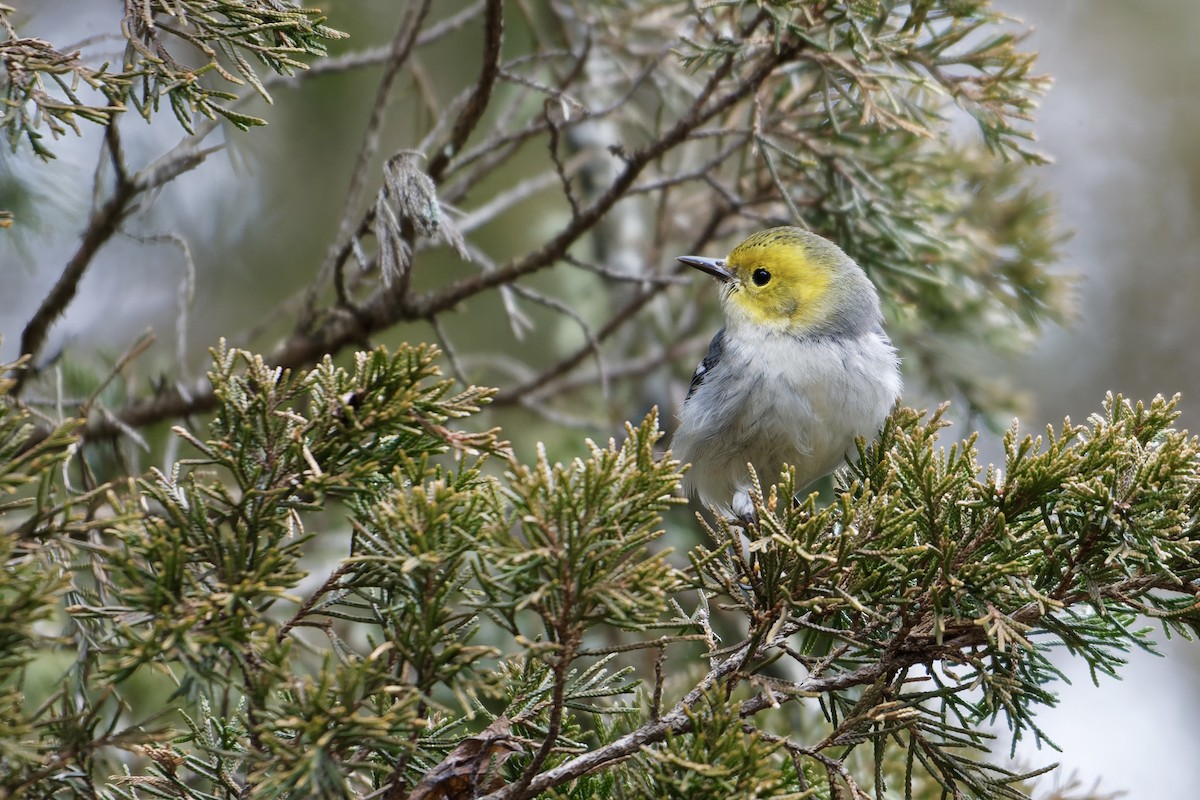 Hermit Warbler - ML614752051