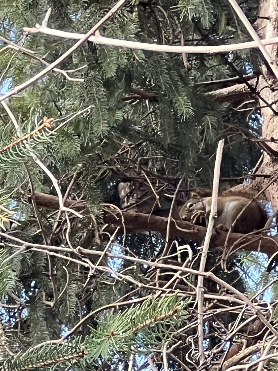 Northern Saw-whet Owl (acadicus) - ML614752076