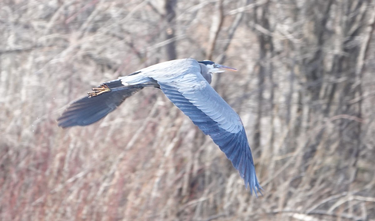Great Blue Heron - ML614752113