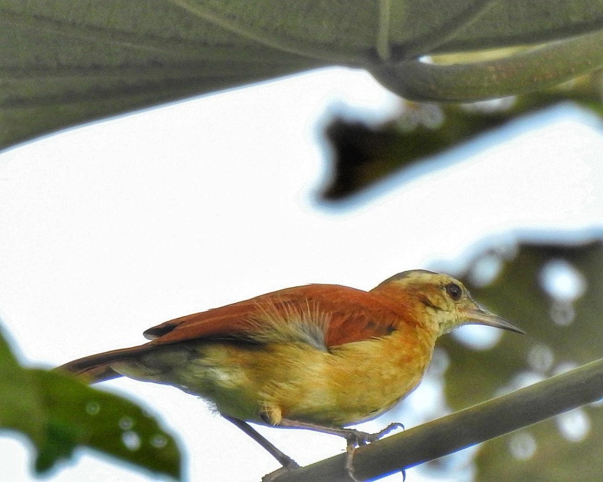 Lesser Hornero - Andrea  Hinek