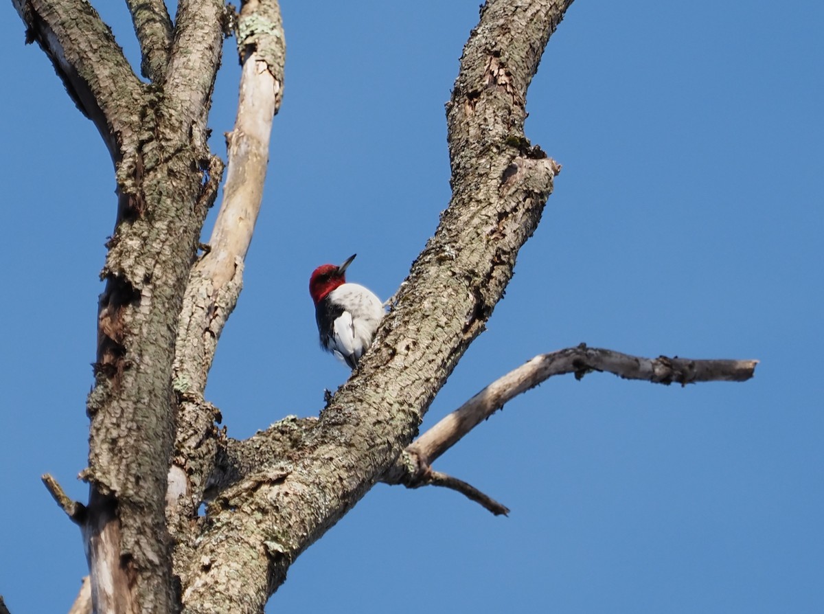 Red-headed Woodpecker - ML614752195