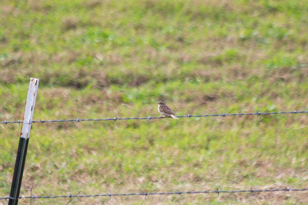 Savannah Sparrow - Kris Perlberg