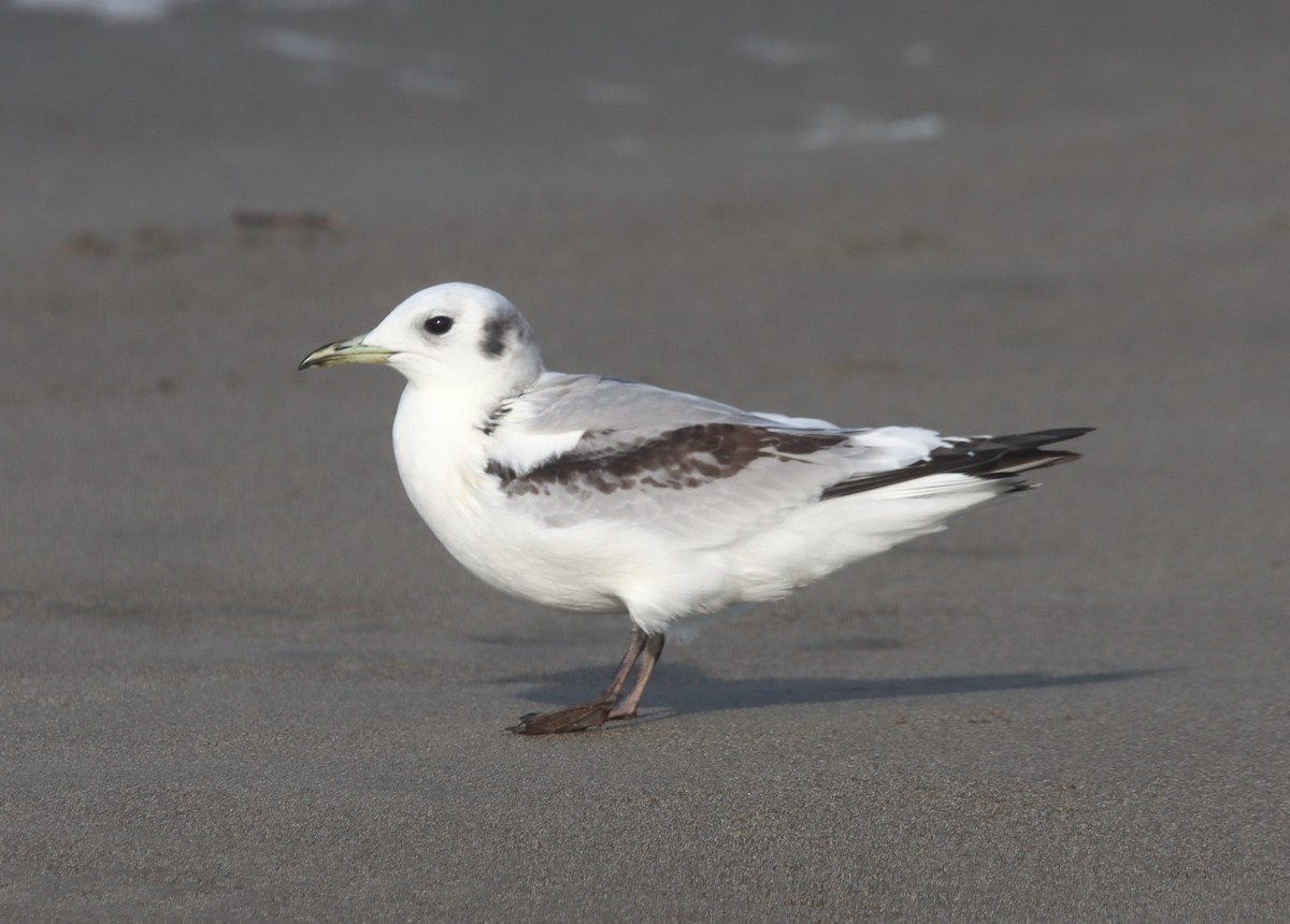 Black-legged Kittiwake - ML614752287