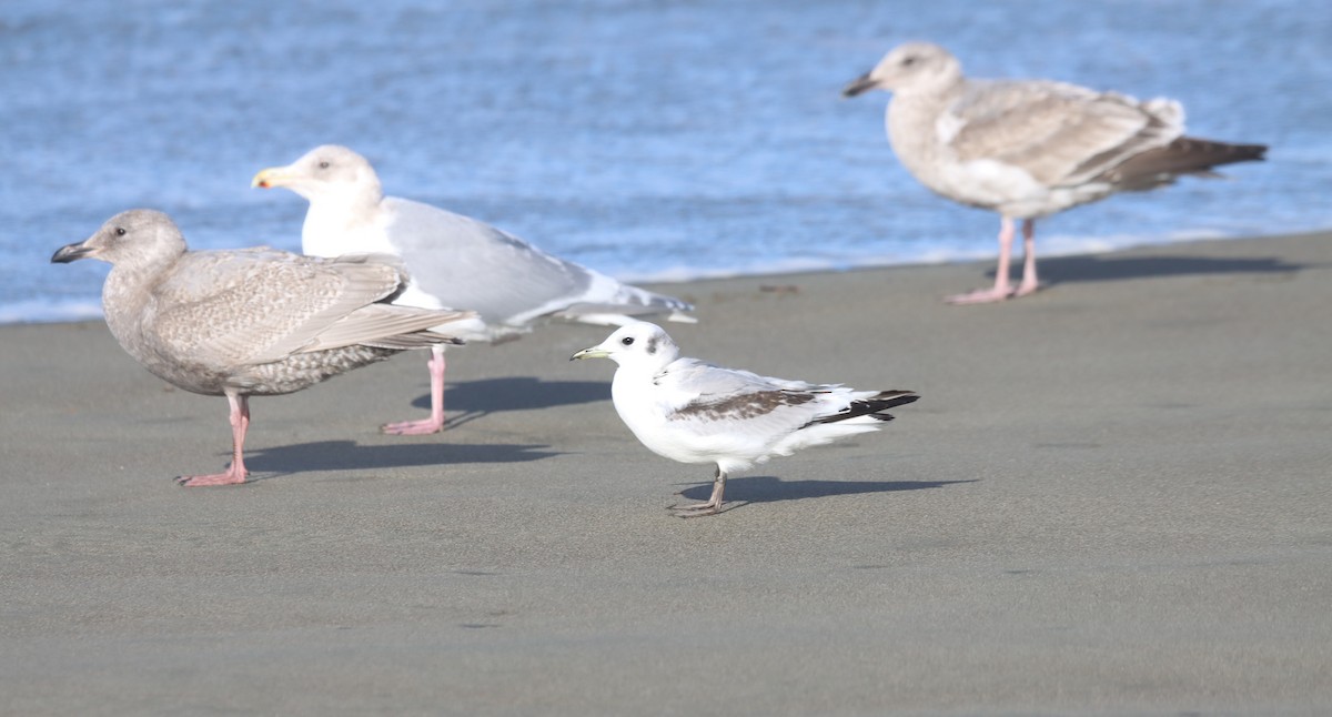 Black-legged Kittiwake - Terry Martin