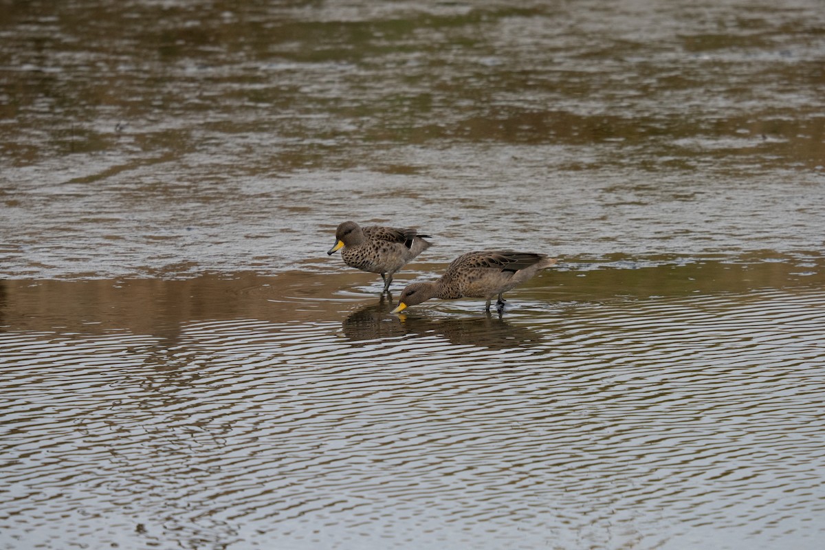 Yellow-billed Pintail - ML614752332