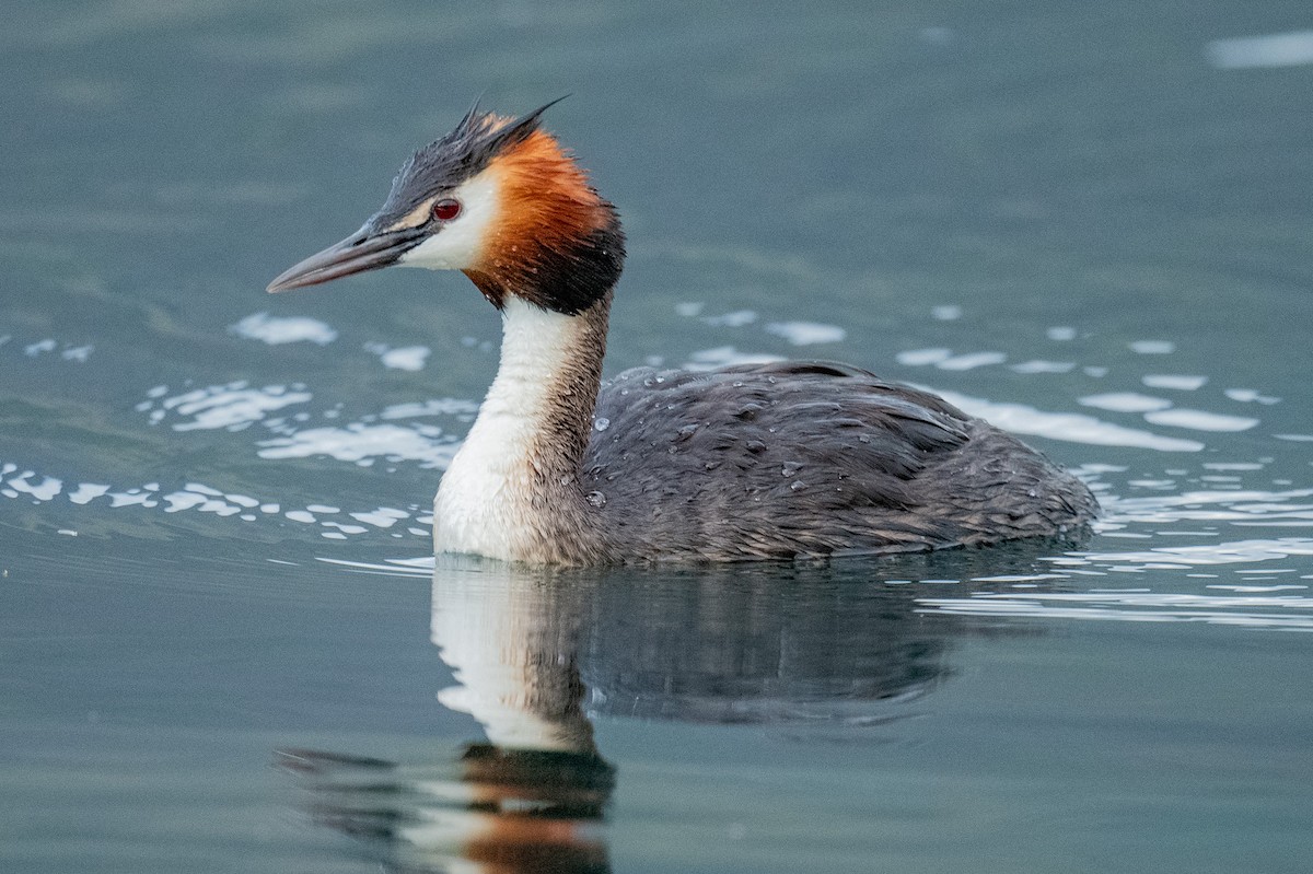 Great Crested Grebe - ML614752333
