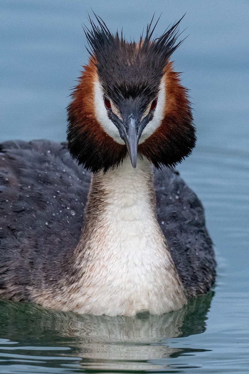 カンムリカイツブリ - ML614752335