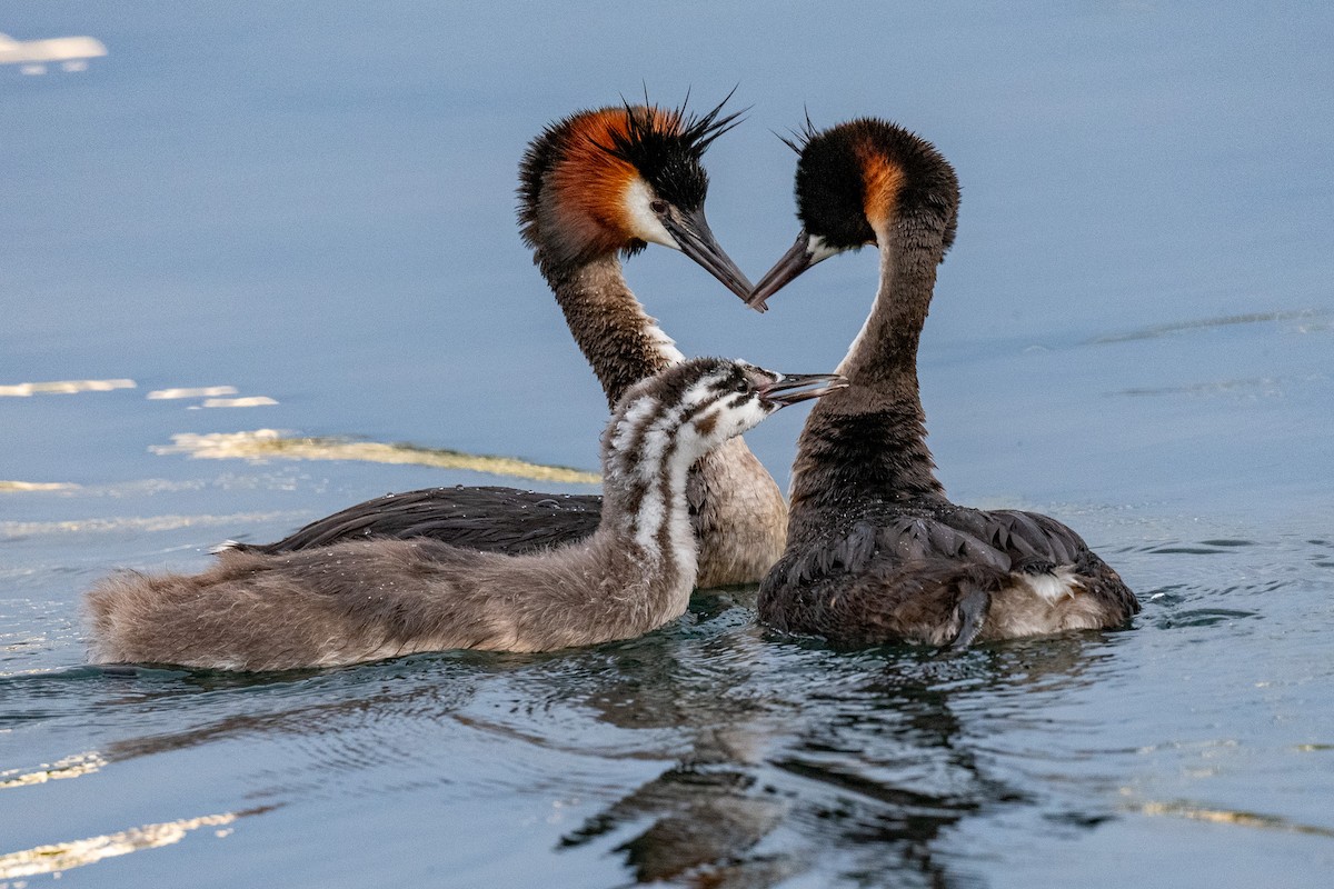 Great Crested Grebe - ML614752337