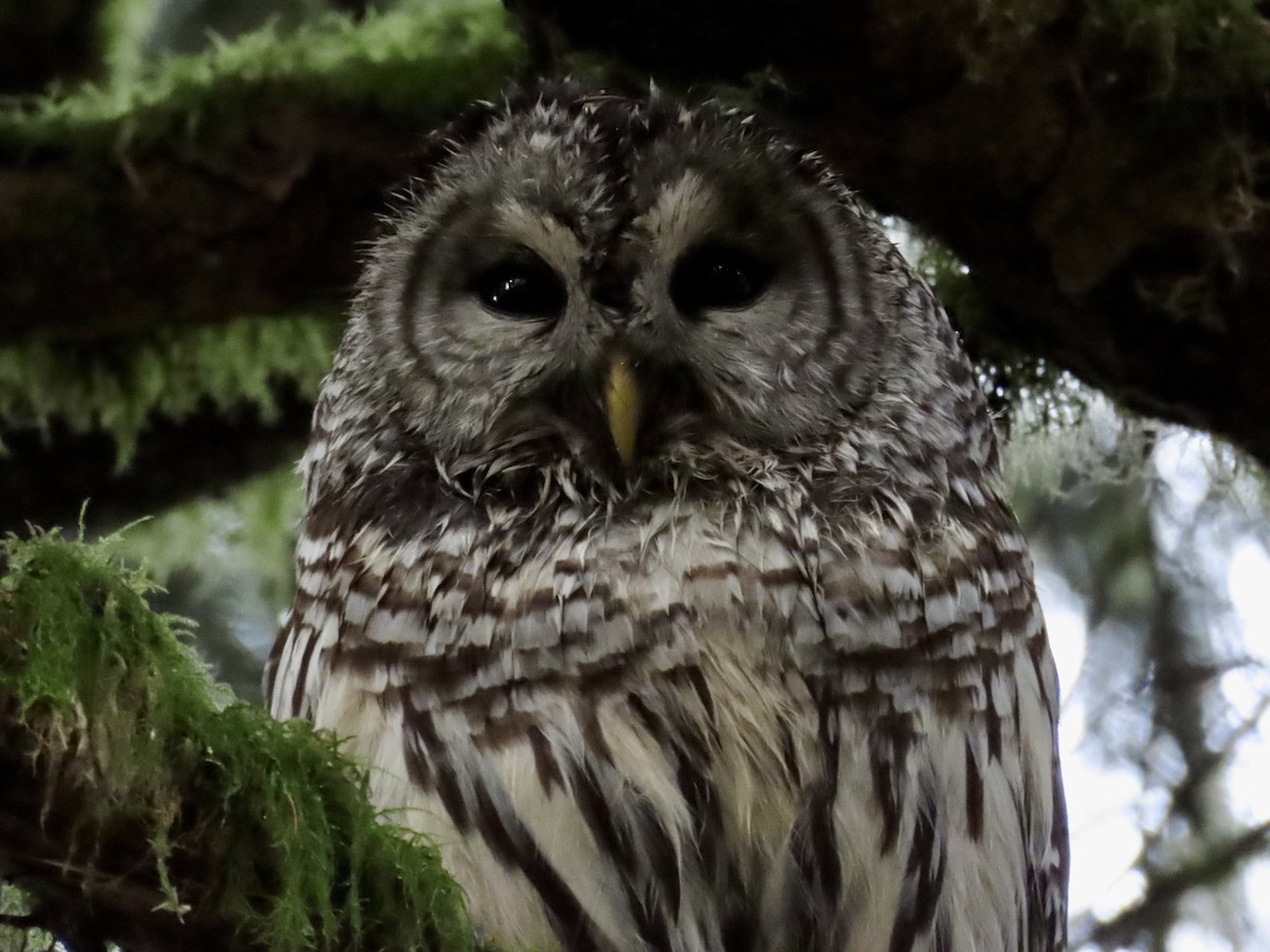 Barred Owl - J.J. Blue