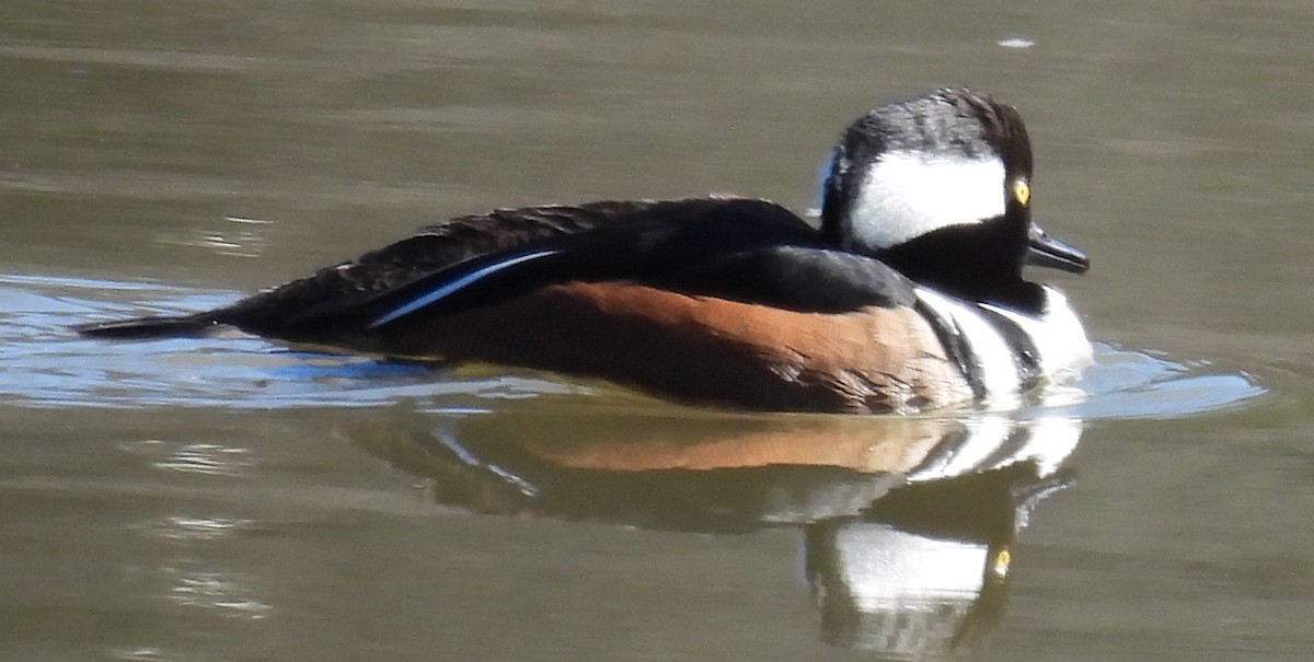 Hooded Merganser - ML614752405