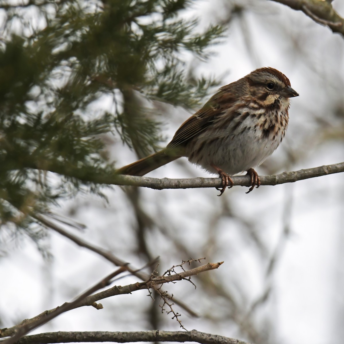 Song Sparrow - ML614752446