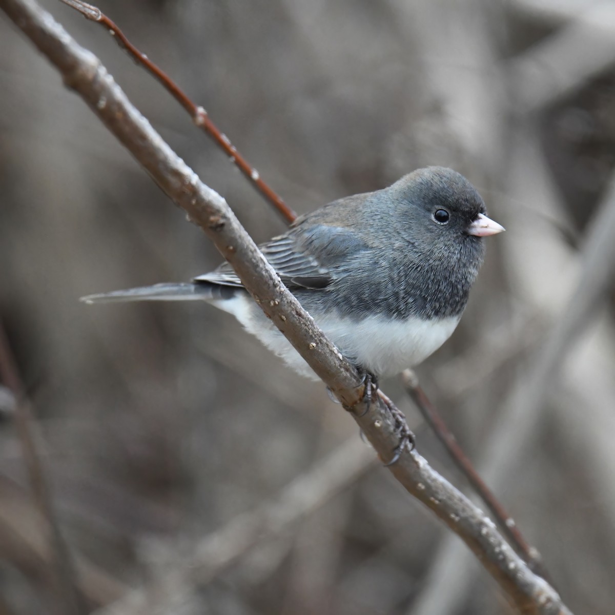 Dark-eyed Junco - ML614752448