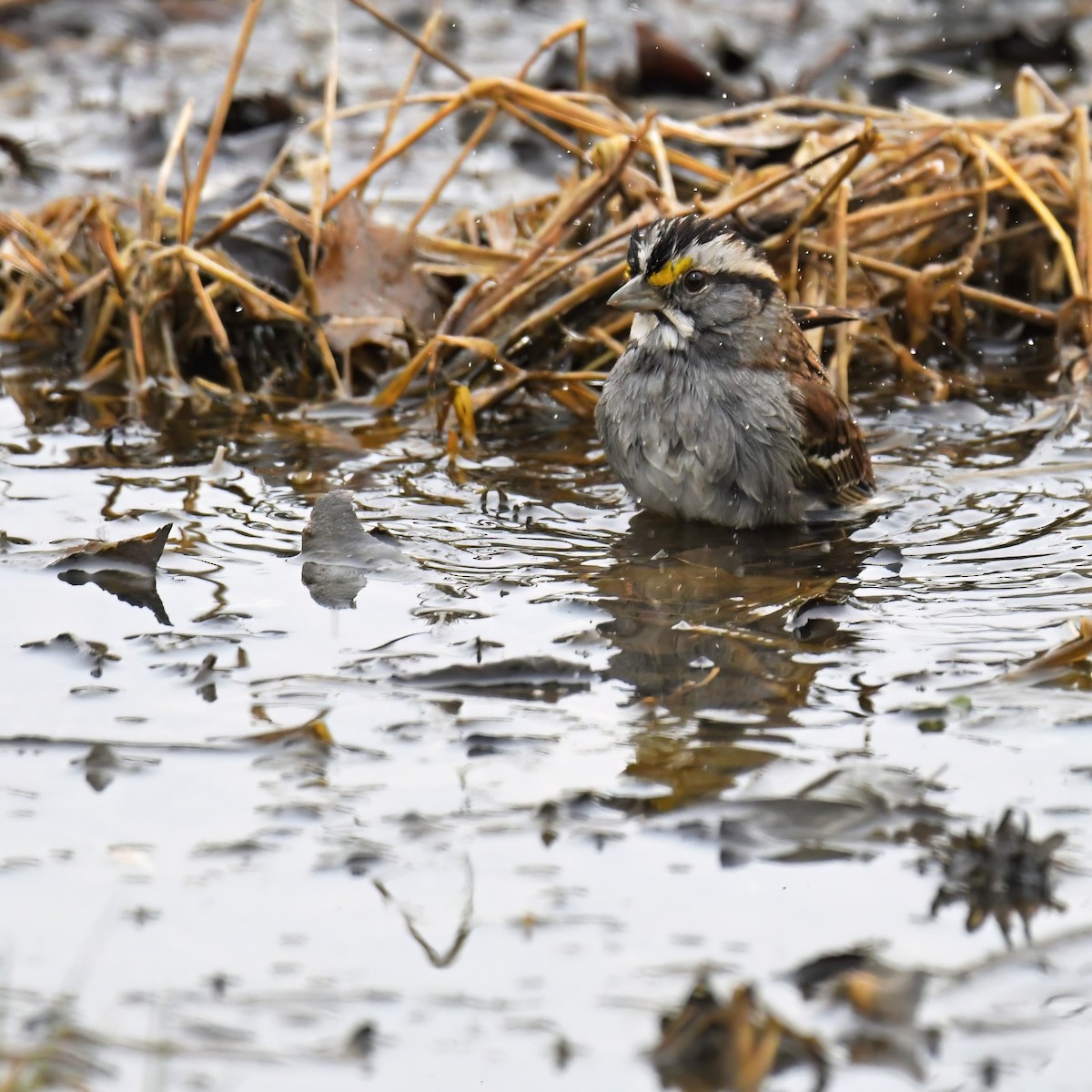 White-throated Sparrow - ML614752454