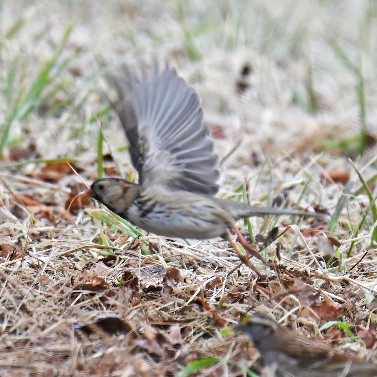 Harris's Sparrow - ML614752462