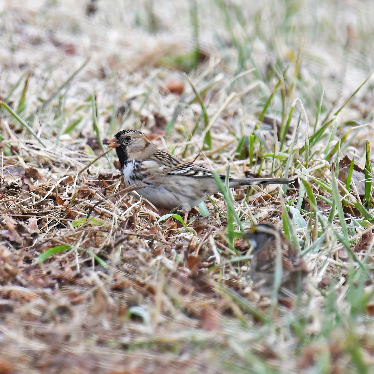 Harris's Sparrow - ML614752470