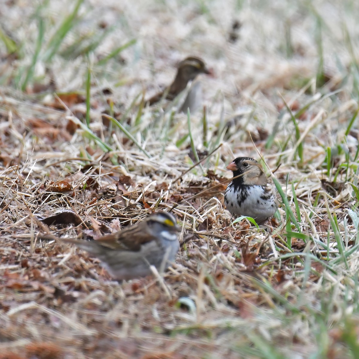 Harris's Sparrow - ML614752479