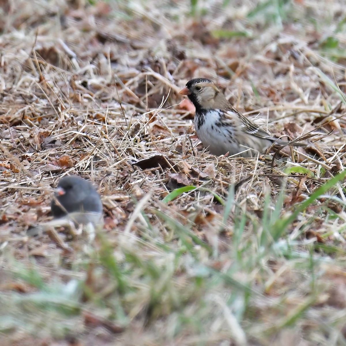 Harris's Sparrow - ML614752485