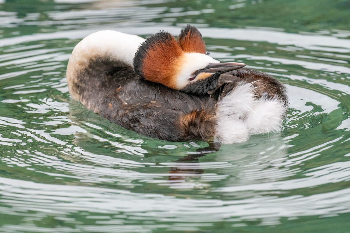 Great Crested Grebe - James Hoagland