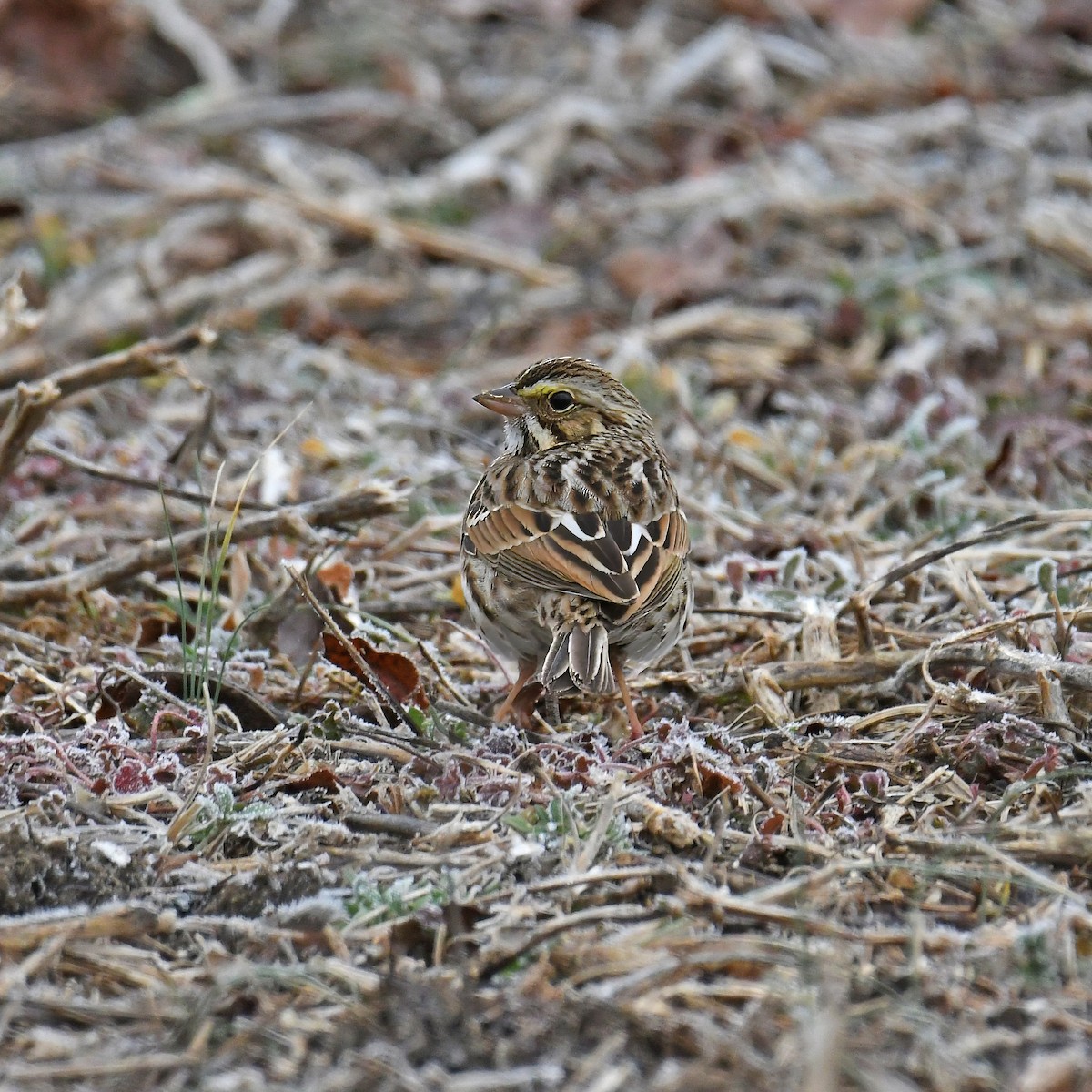 Savannah Sparrow - ML614752529