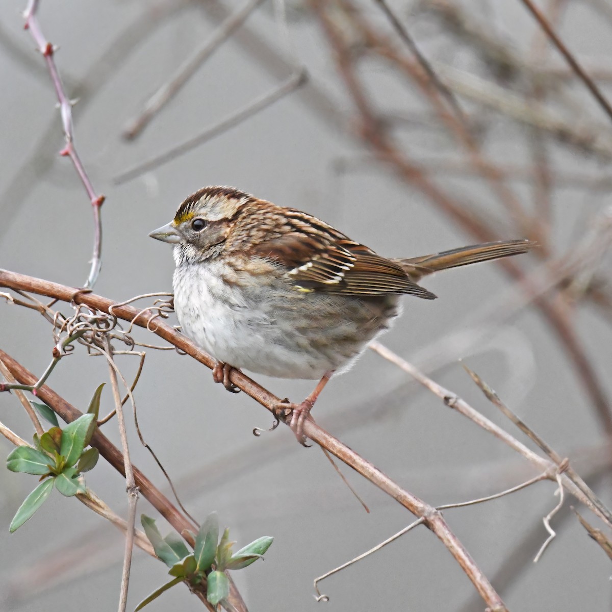 White-throated Sparrow - ML614752566