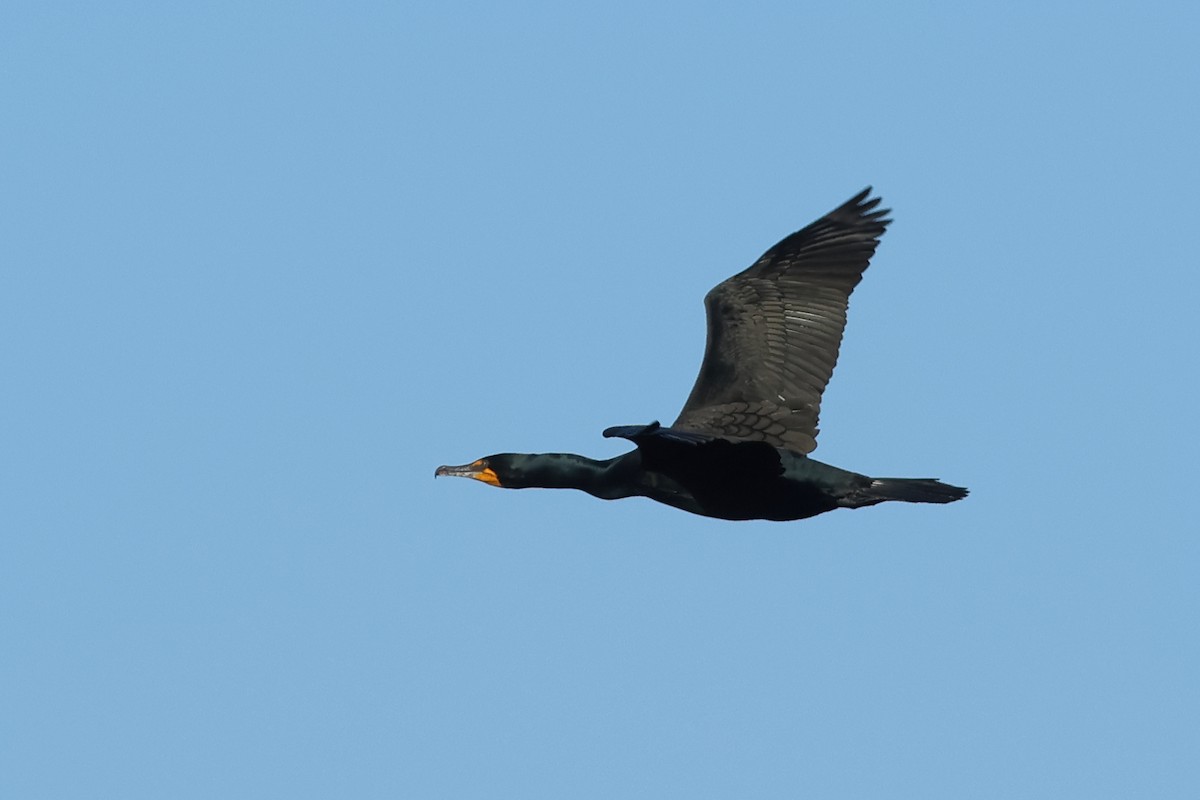 Double-crested Cormorant - ML614752573