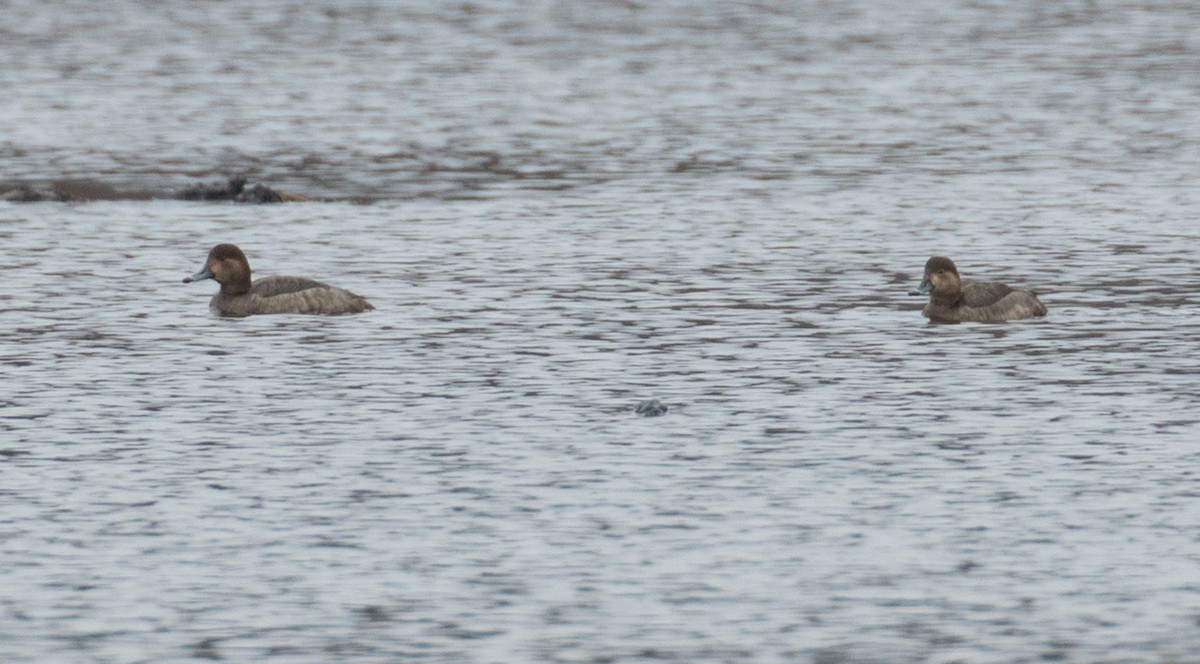 Fuligule à tête rouge - ML614752617