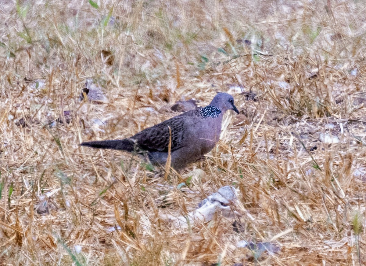 Spotted Dove - ML614752688