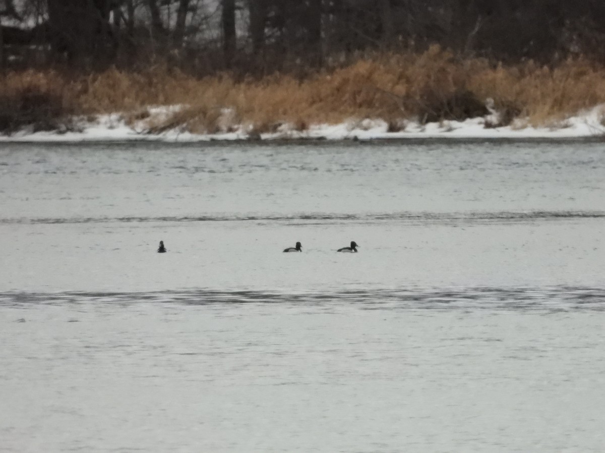 Ring-necked Duck - ML614752724