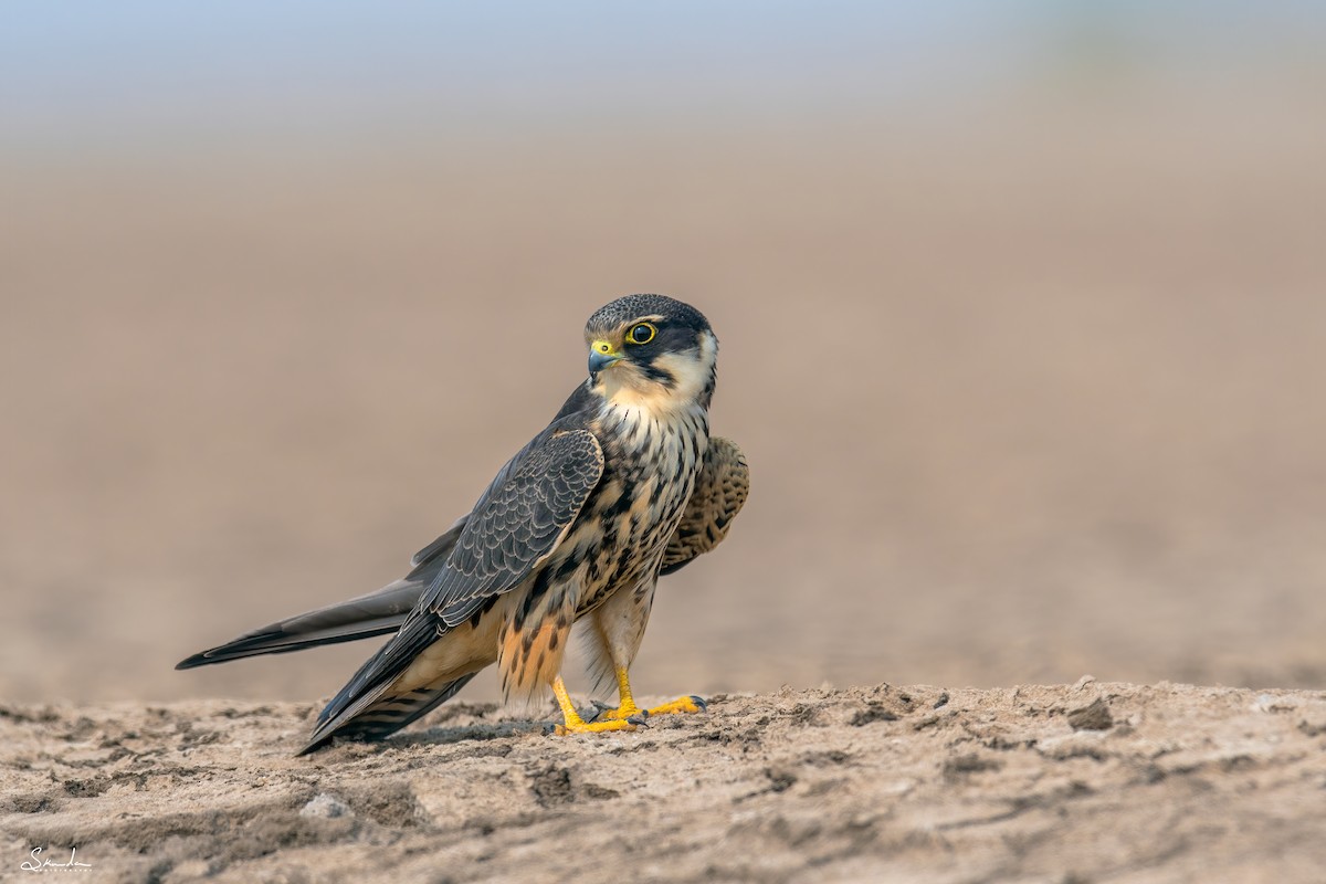 Eurasian Hobby - ML614752728