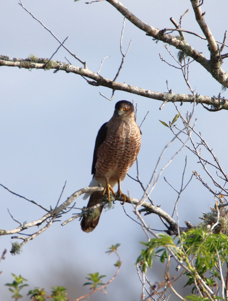 Cooper's Hawk - ML614752747