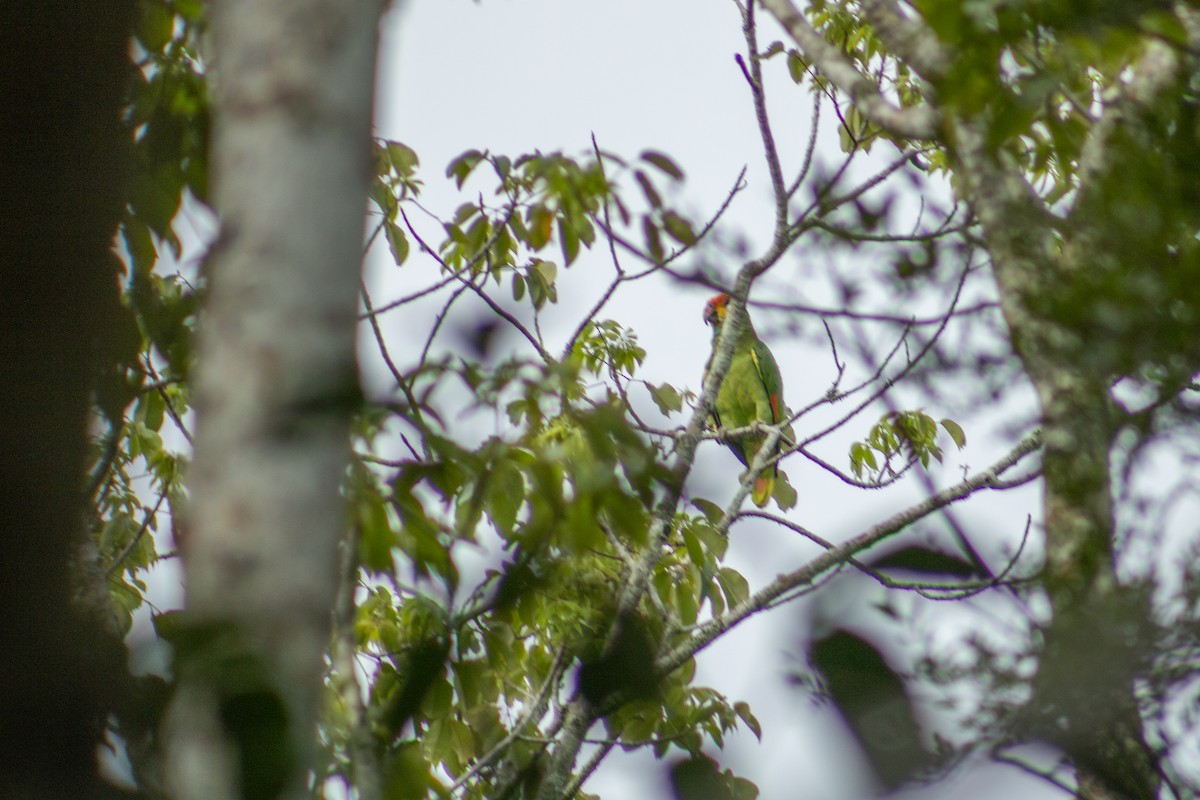 Amazona Coronirroja - ML614752848