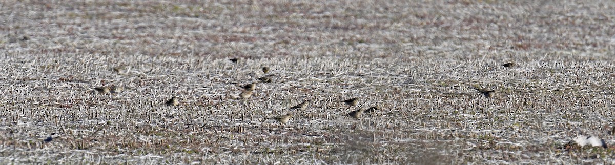 American Pipit - ML614752891
