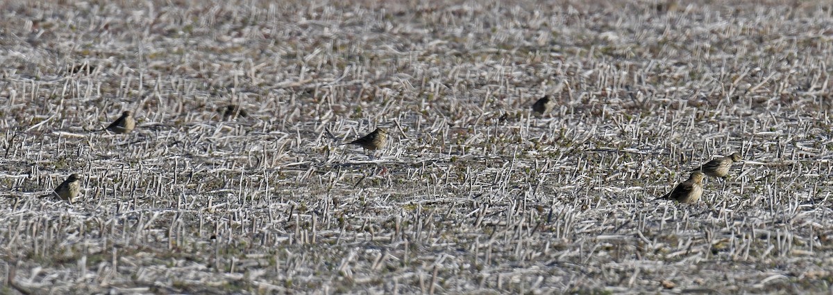 American Pipit - ML614752901