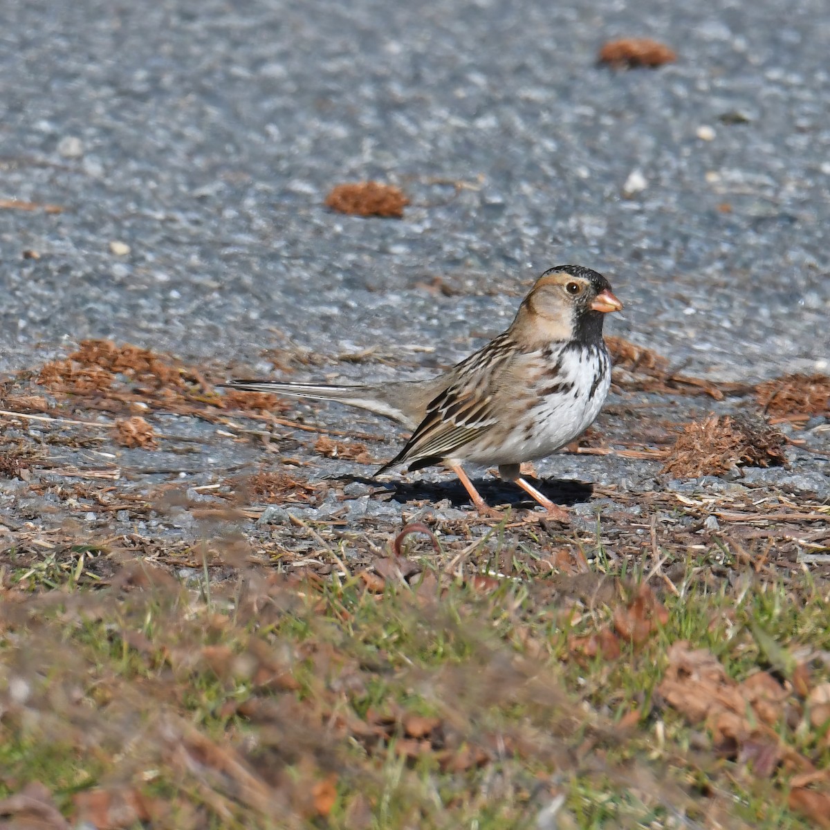 Harris's Sparrow - ML614752917