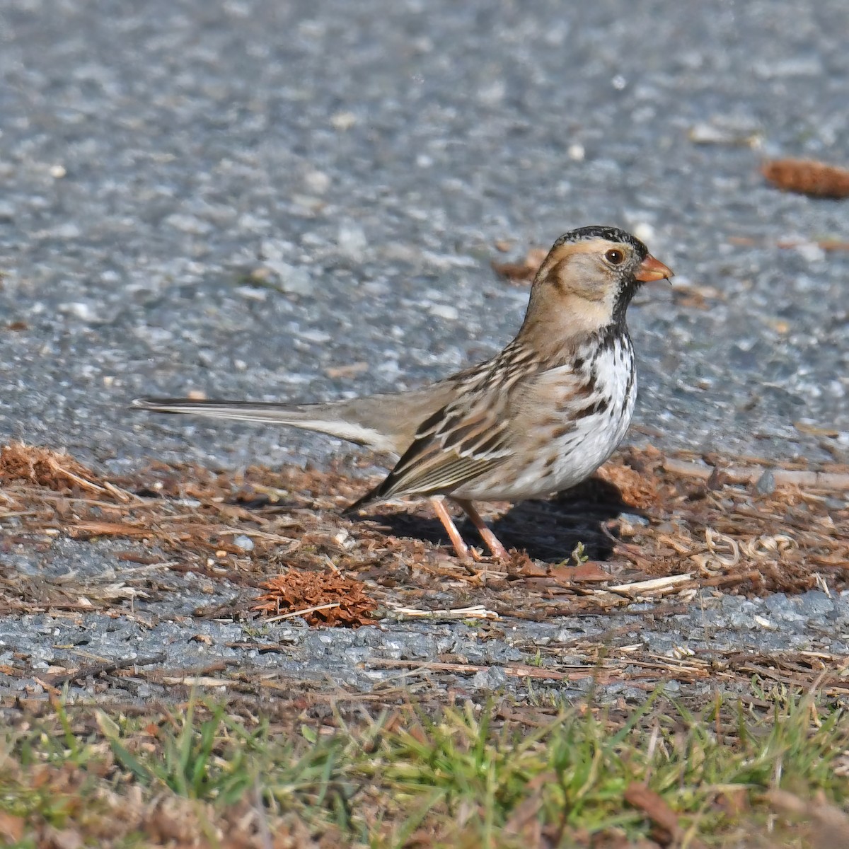 Harris's Sparrow - ML614752920