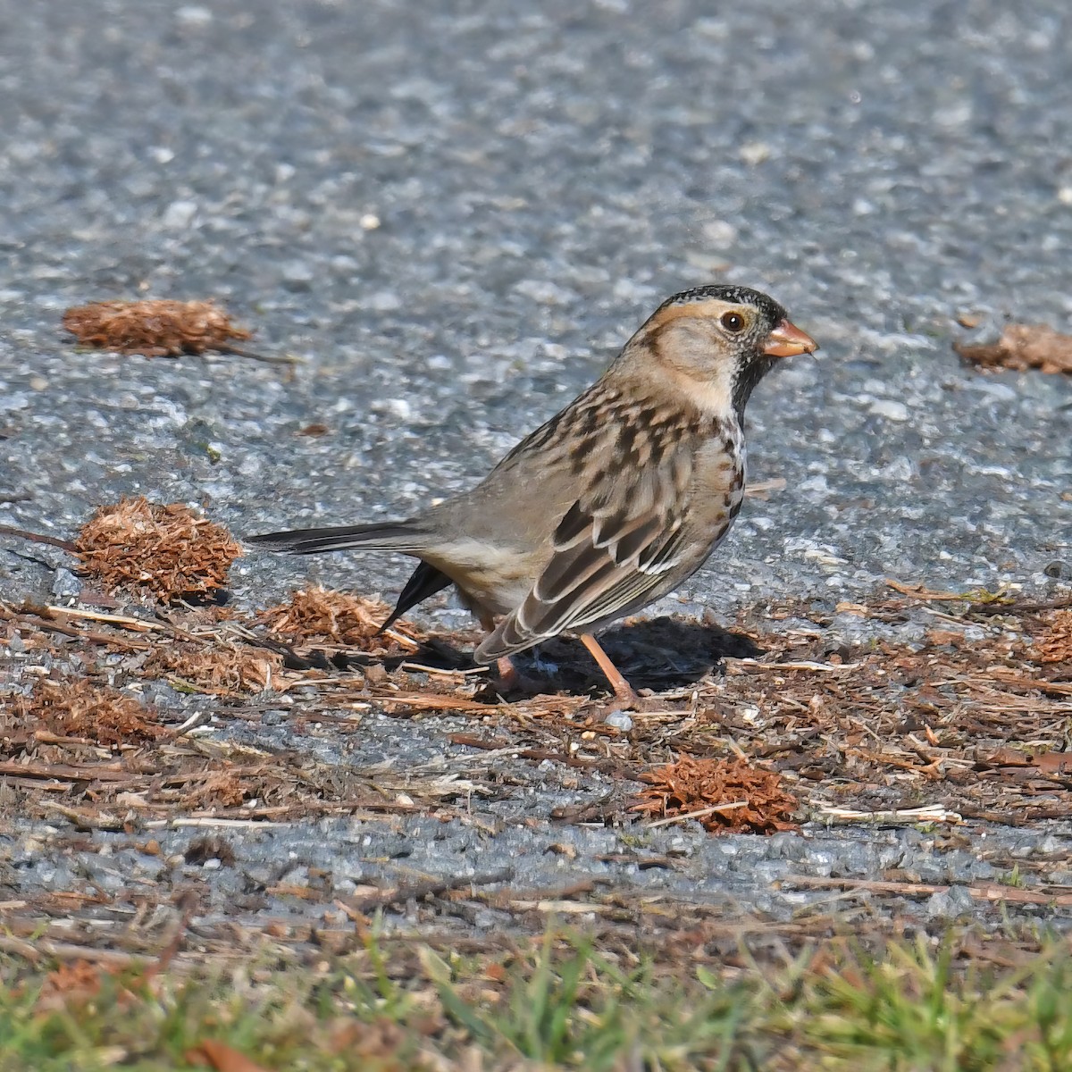 Harris's Sparrow - ML614752922