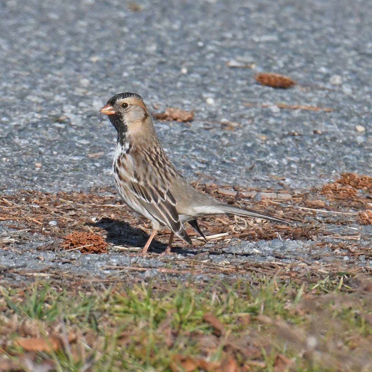 Harris's Sparrow - ML614752930