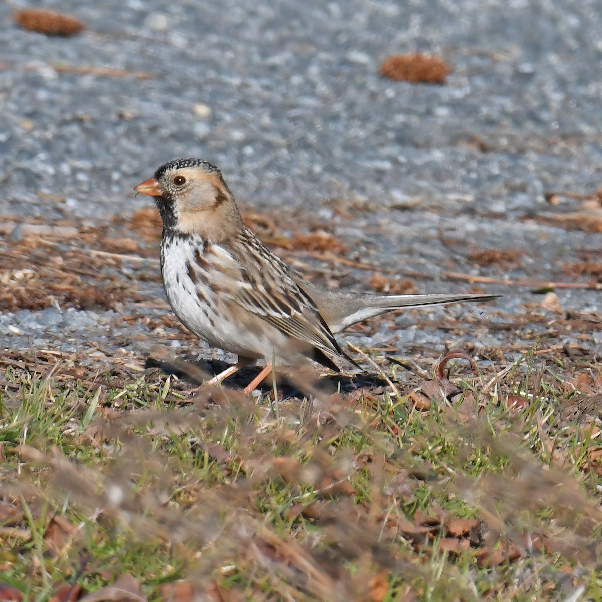 Harris's Sparrow - ML614752932