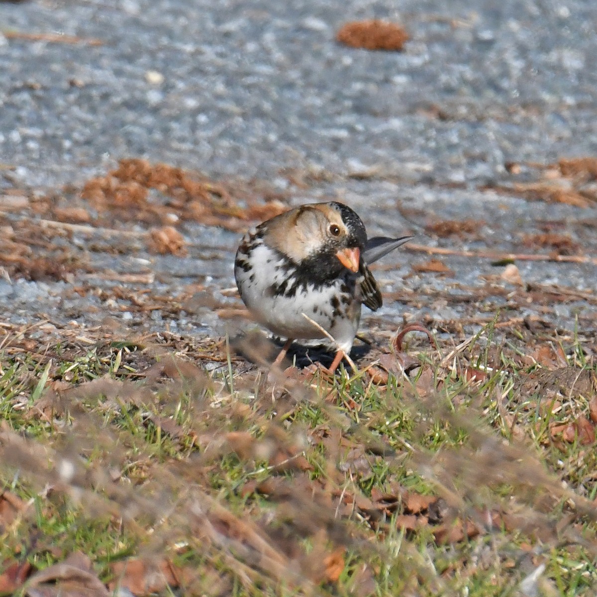 Harris's Sparrow - ML614752942