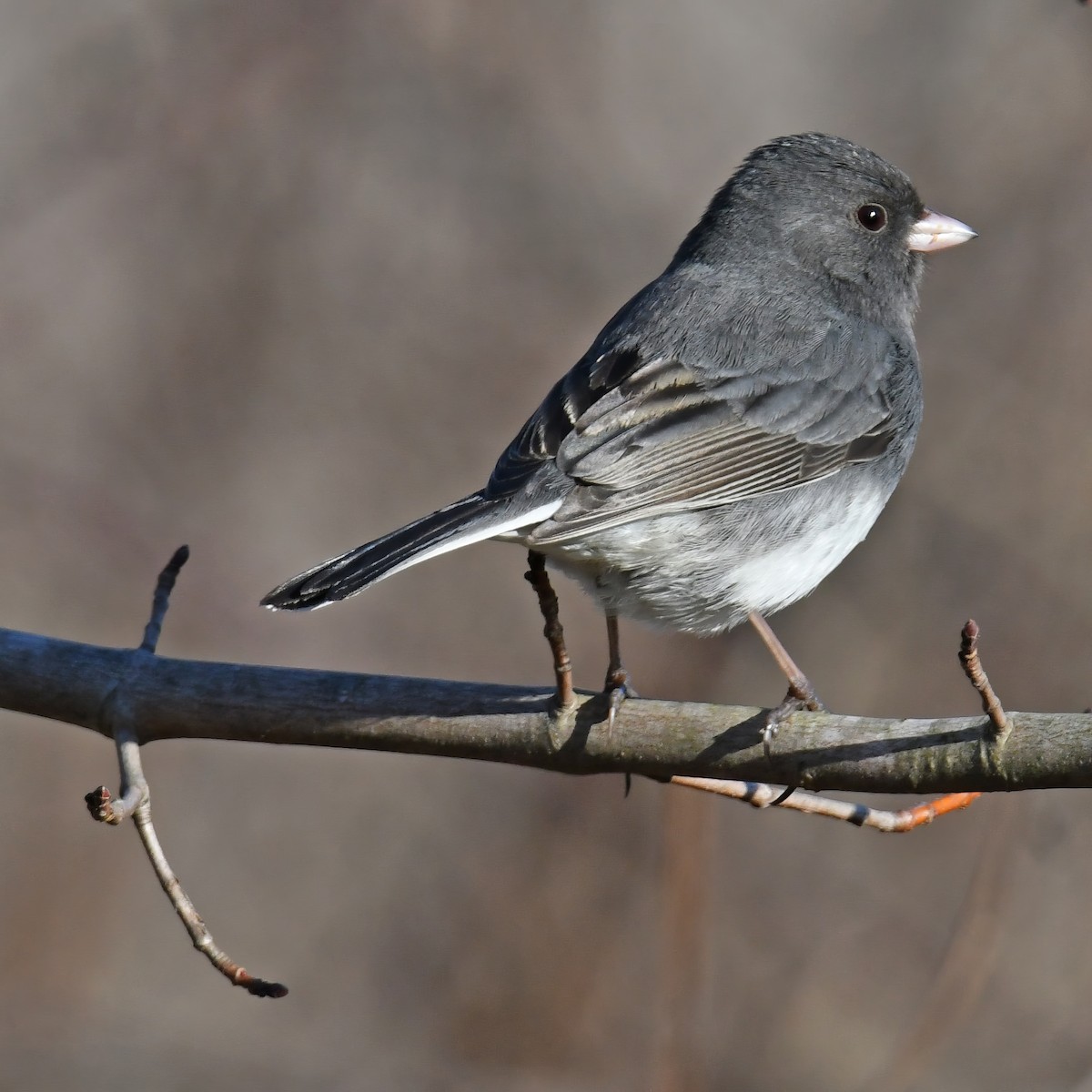 Dark-eyed Junco - ML614752946