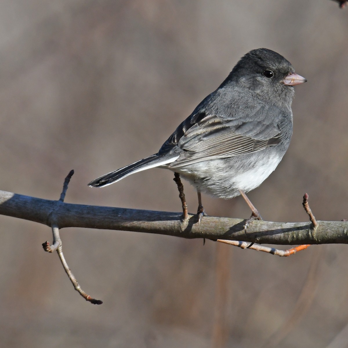 Dark-eyed Junco - ML614752947