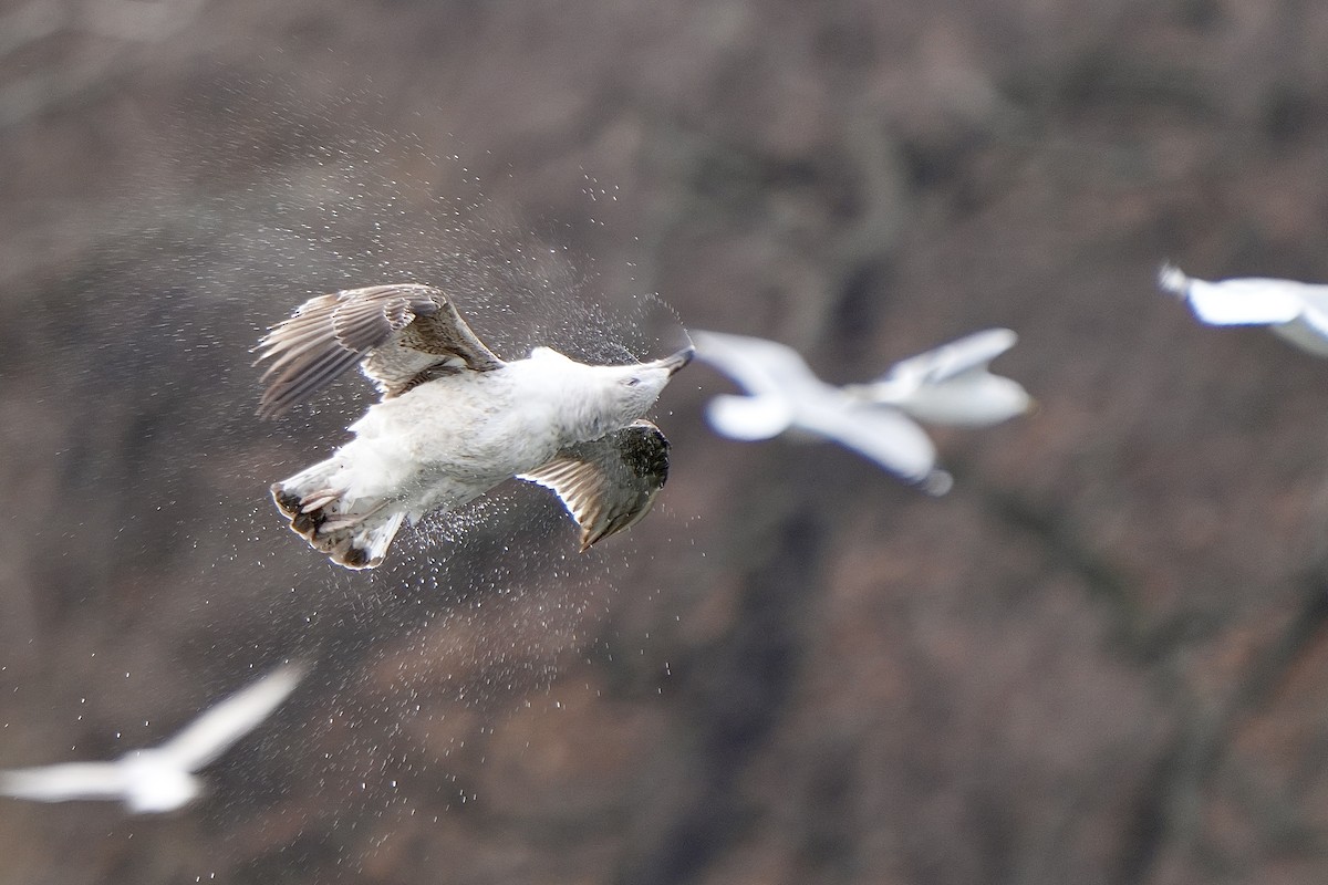 Great Black-backed Gull - ML614753041