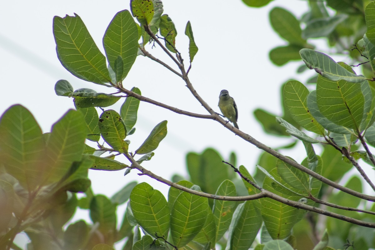 White-lored Tyrannulet - ML614753074