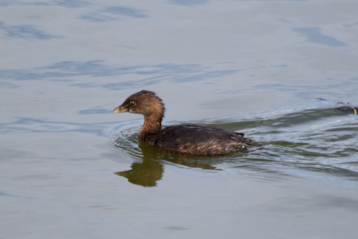 Pied-billed Grebe - ML614753112