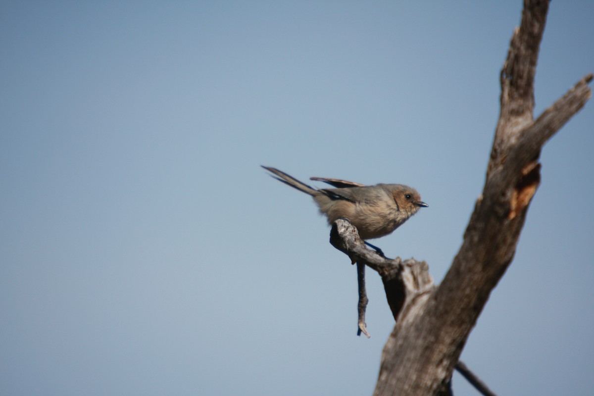 Bushtit - ML614753183