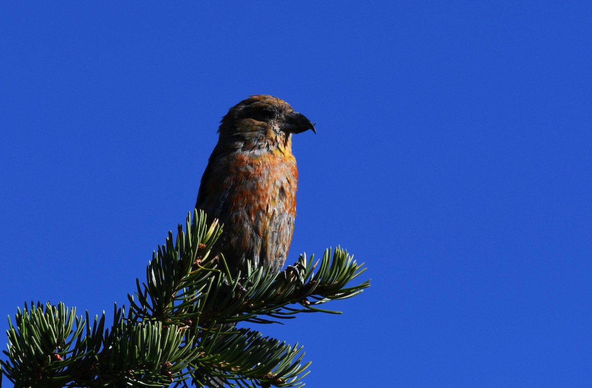 Red Crossbill (Lodgepole Pine or type 5) - Colin Maguire