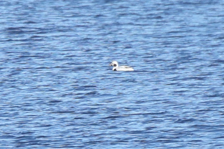 Long-tailed Duck - ML614753295