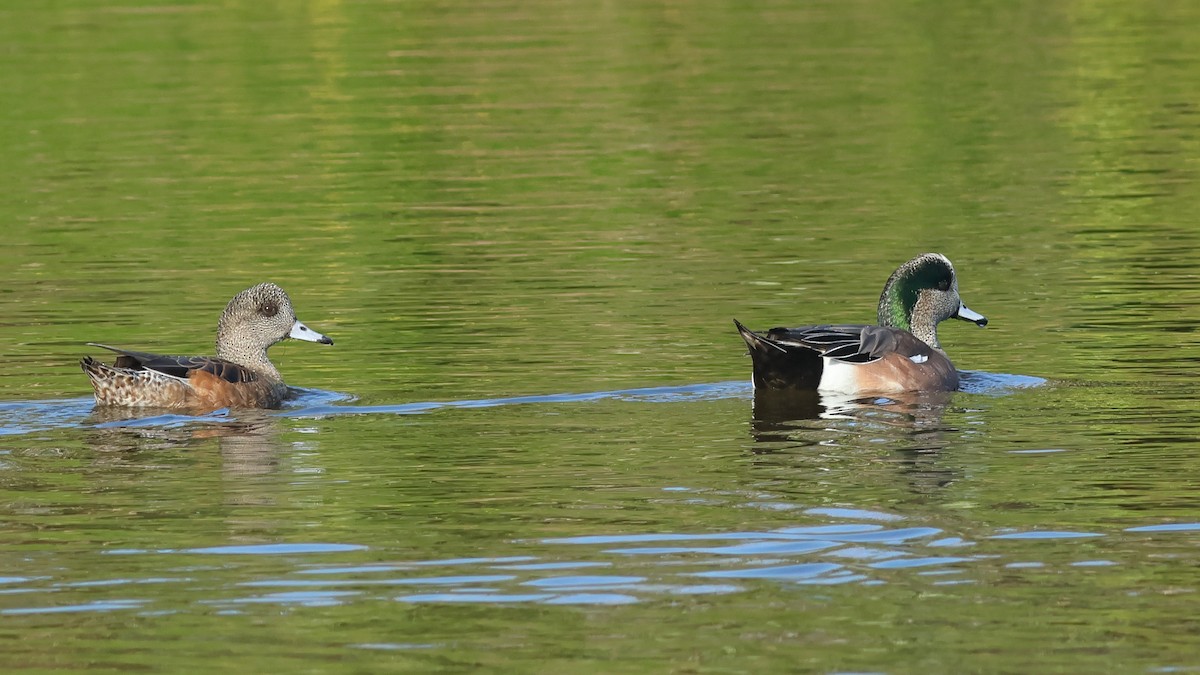 American Wigeon - ML614753345